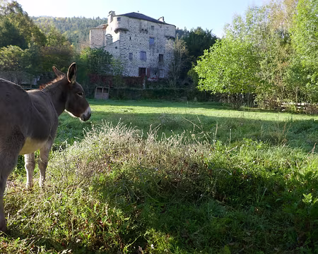 P240 Le château de Retournaguet et son âne