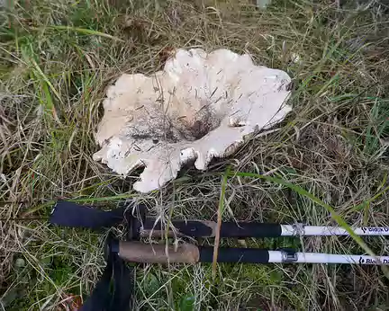 P505 Des milliers de ces gros champignons blancs… qui paraissent non comestibles.