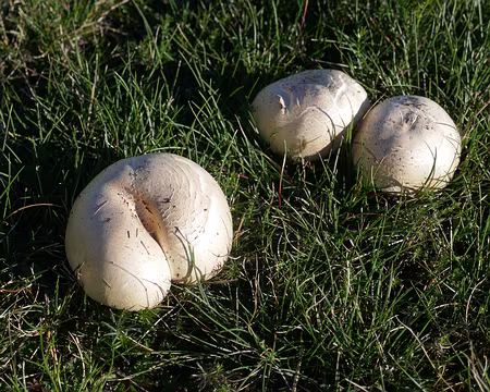 P509 Des rosés des prés ?