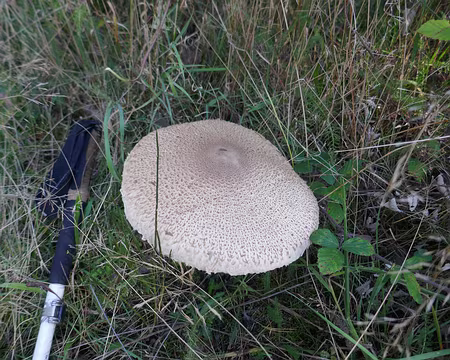 P510 Coulemelle de belle taille