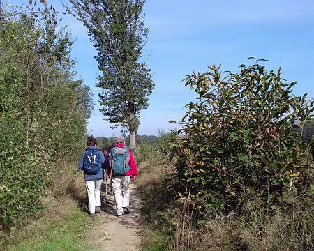013 Essentiellement composée de châtaigniers, elle est en cours de reboisement depuis 2018 car de nombreux arbres sont atteints par la maladie de l’encre