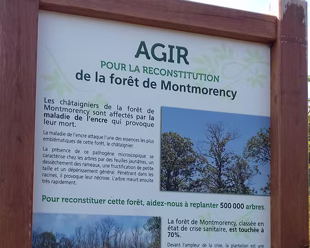 018 La maladie de l’encre détruit les racines des châtaigniers