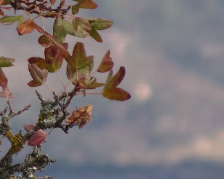 DSC09431 Erable de Montpellier?