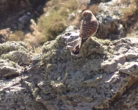 DSC09444 Faucon Pélerin