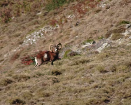 DSC09447 Moufflon