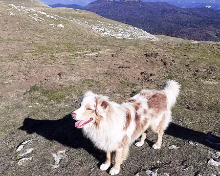 20211027-14h30m16s-20211027_143016-V3 un gentil chien bien collant !