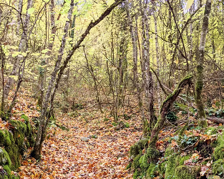 20211030-15h09m59s-PXL_20211030_130959853-V3