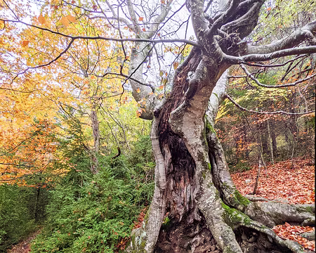 20211031-09h14m56s-PXL_20211031_081456610-V3