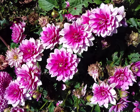 017 est un jardin de fleurs planté de dahlias