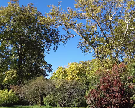 035 Arbres dans le Jardin anglais