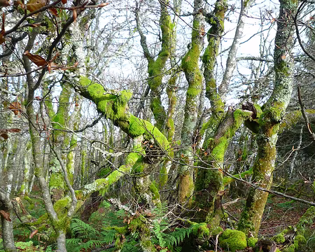 P1290518 La forêt enchantée