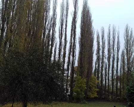 006 Peupliers