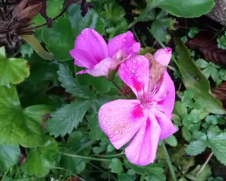 008 Pelargonium