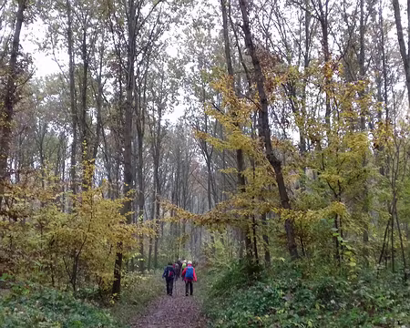 012 La Forêt domaniale de Montmorency