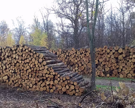015 Coupes de châtaigniers (atteints par la maladie de l’encre) le long de la Route forestière du Prieuré