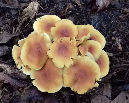 016 »Bouquet» de champignons