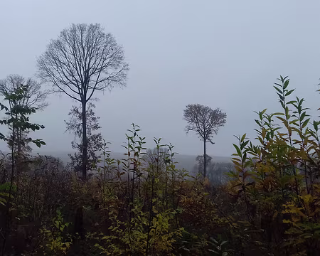018 La forêt en novembre