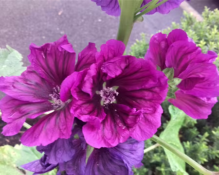 021 Fleurs de mauve à Montmorency