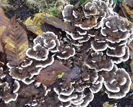 022 Polypores en touffes