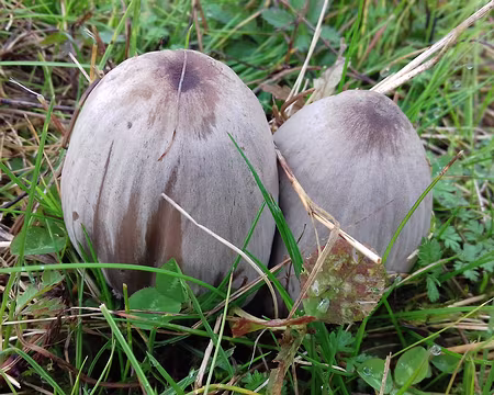 029 Champignons dans la prairie