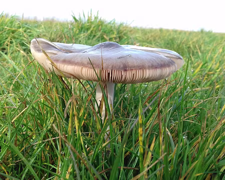 036 Champignon à lamelles