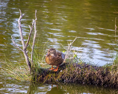 007-img_1760 Audenge