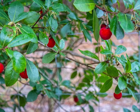 051-img_1817 Arbousier