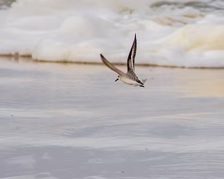 061-img_1834 Plage du Grand Crohot