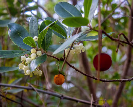 062-img_1836 Arbousier, en fleur et en fruit