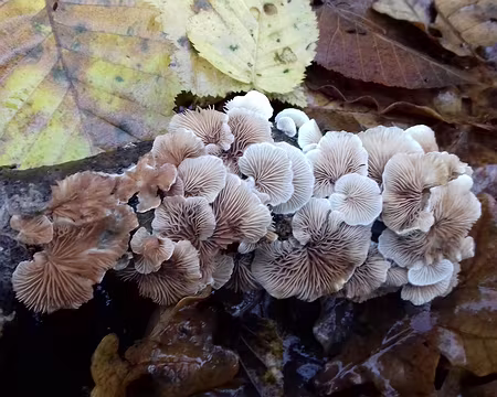 004 Autres champignons lignicoles