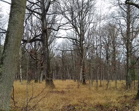 010 La forêt en hiver