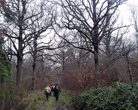 013 Route forestière bordée de chênes