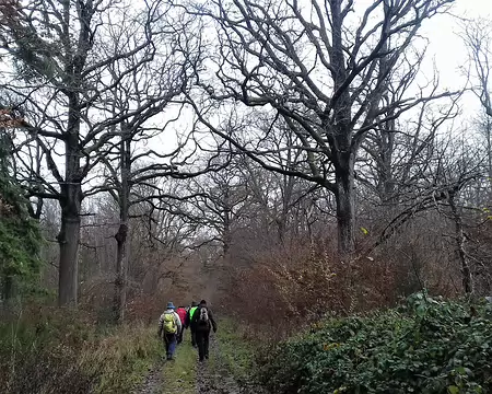 013 Route forestière bordée de chênes