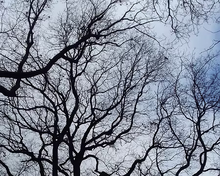 014 Le chêne est la principale essence de la forêt de Rambouillet