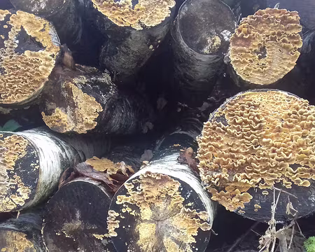 030 Polypores sur bois de bouleaux