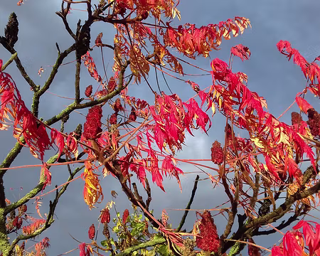 033 Sumac de Virginie près de la gare de Rambouillet. Merci Gilles pour cette belle randonnée