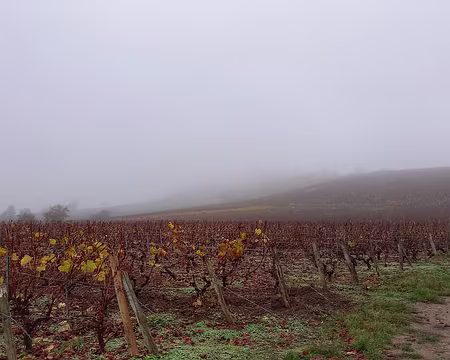 12 Vignes du vézeliien