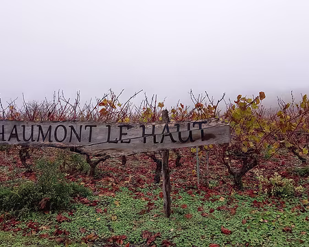 13 Vignes du vézelien
