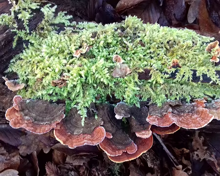 002 Polypores