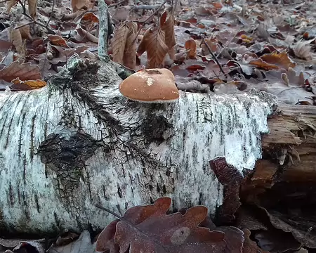 003 Champignon saprophyte