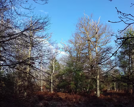 006 La forêt en hiver