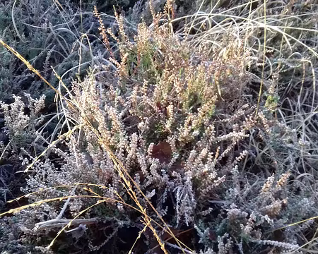 009 Bruyère givrée