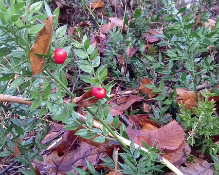 017 Fragon Petit-Houx