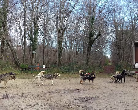 025 Attelage de chiens de traineau