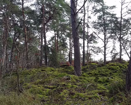 031 Tapis de mousse dans le sous-bois