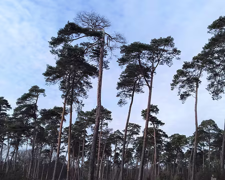 034 Parcelle plantée de pins