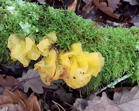 035 Trémelle foliacée