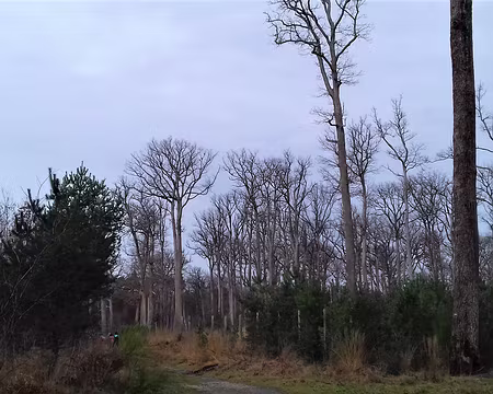 037 Chênes en hiver