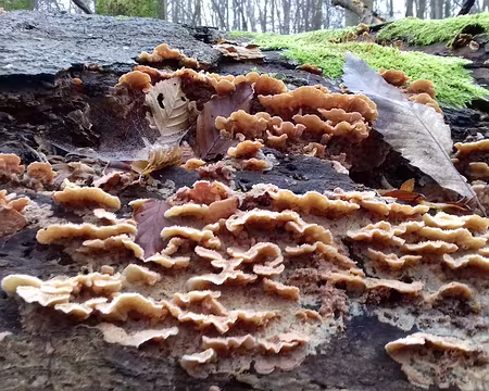 008 Polypores