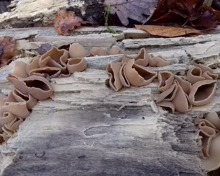 013 Pézizes sur bois mort